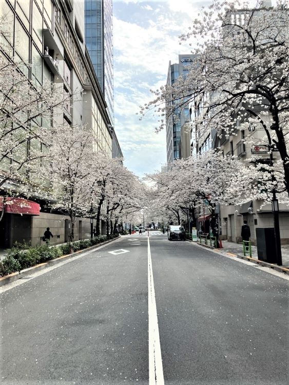 日本橋さくら通り店