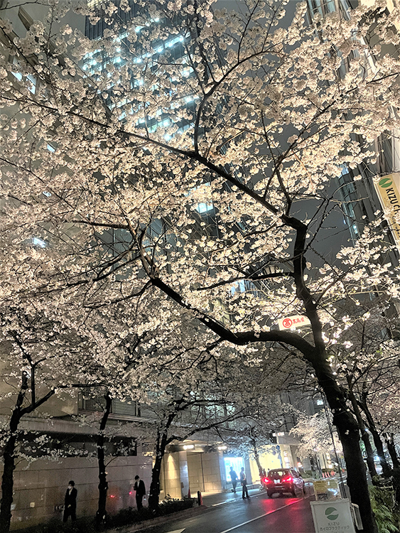 日本橋さくら通り店